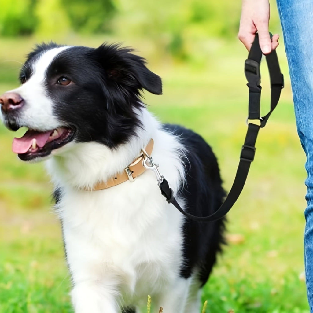 Black and white dog on a lYogi-Pet leash with a blurred green background